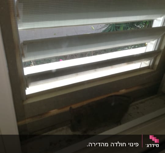 מכרסם קטן ליד חלון עם תריסים